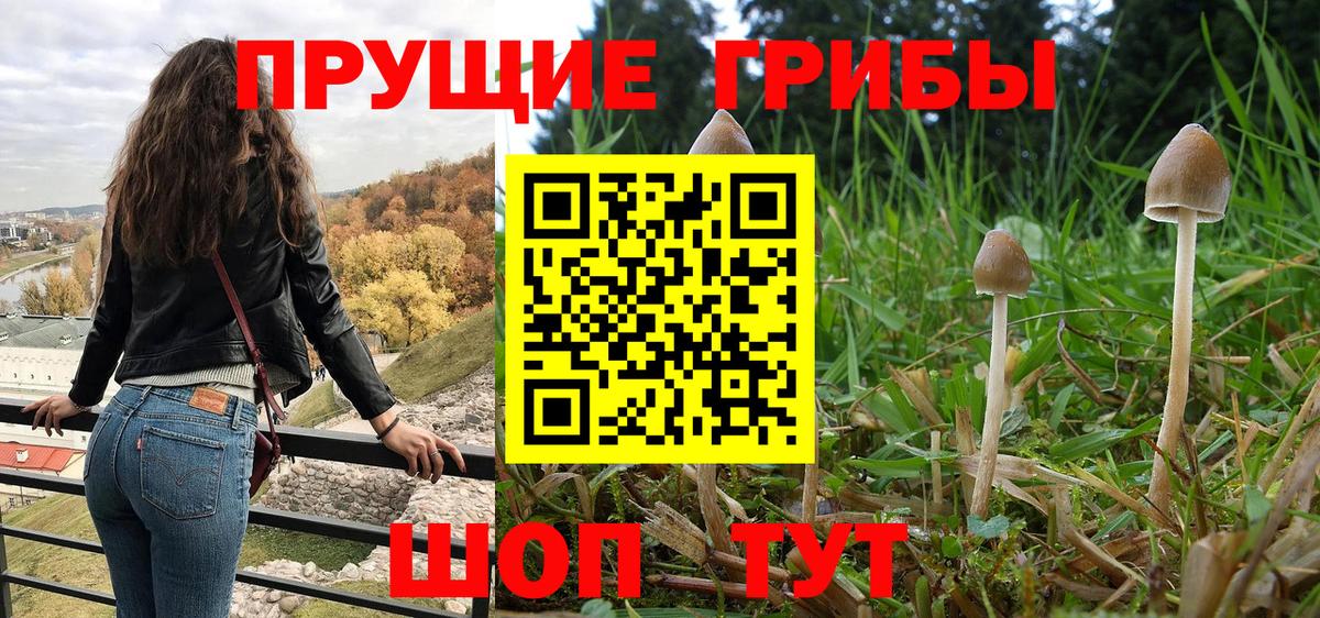 Протвино  цена   Вход с VPN  Галлюциногенные грибы GOLDEN TEACHER 